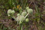 Yuccaleaf eryngo <BR>Northern rattlesnake master